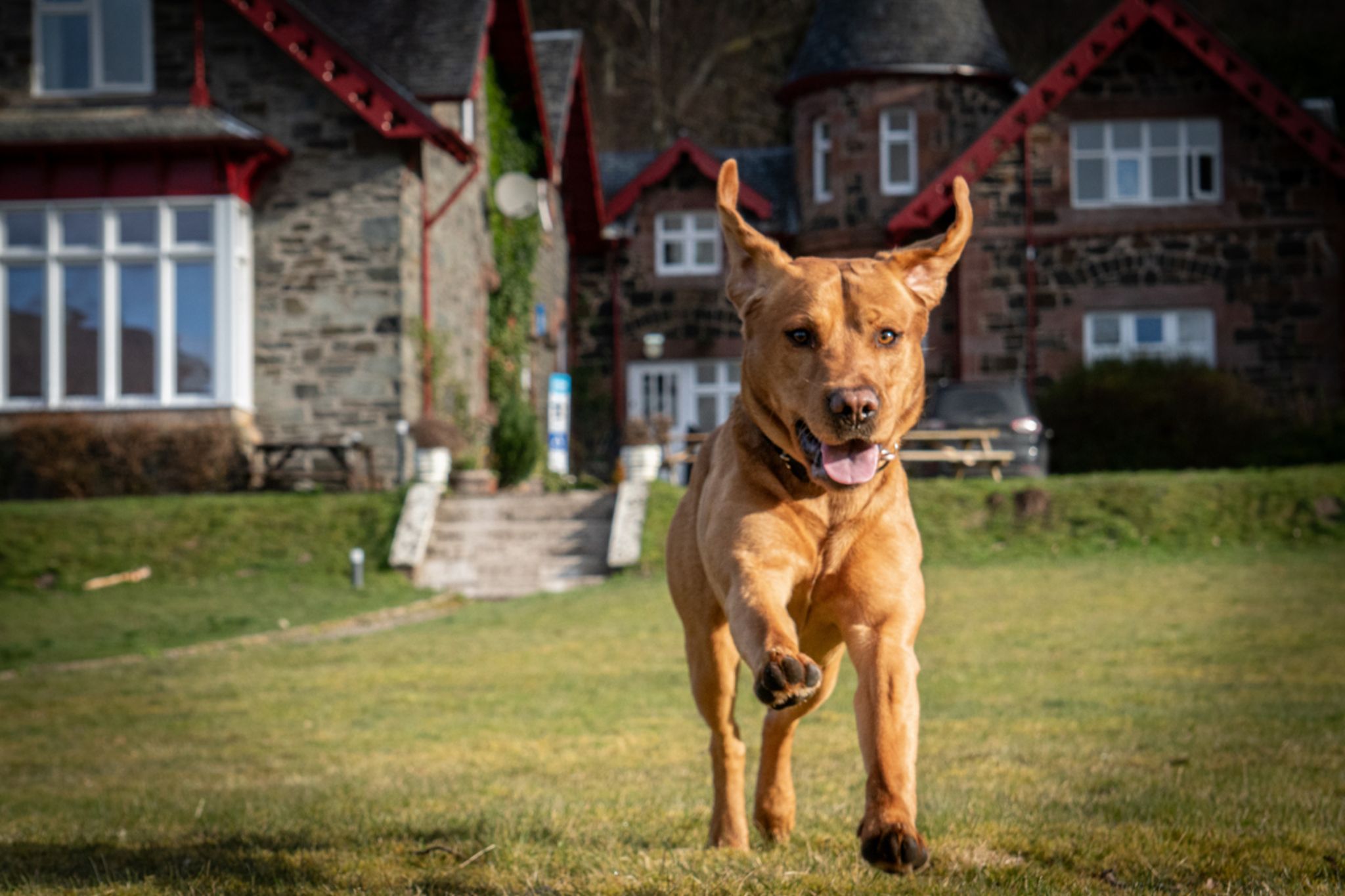 dog friendly places to visit scottish borders