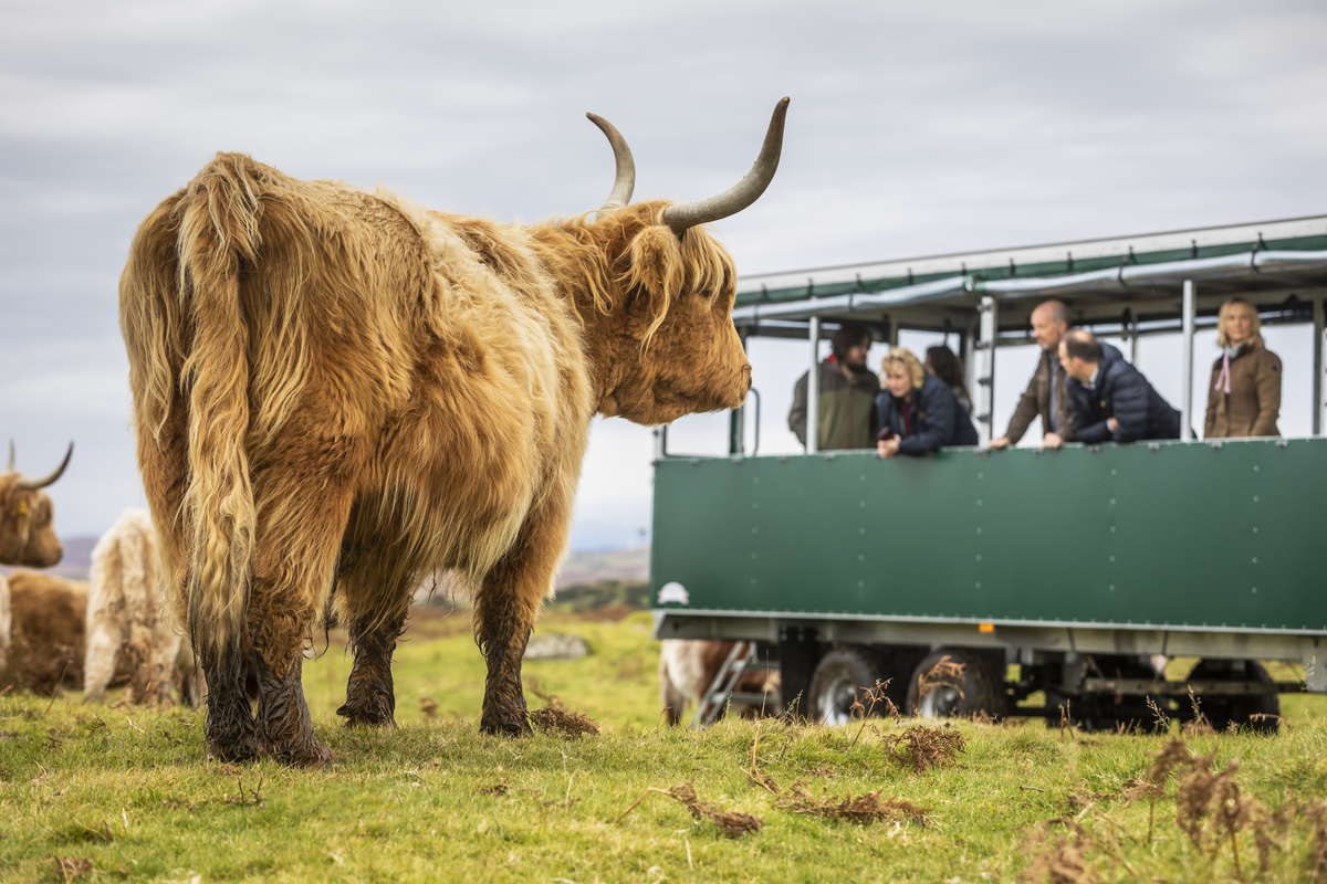 best wildlife tours scotland