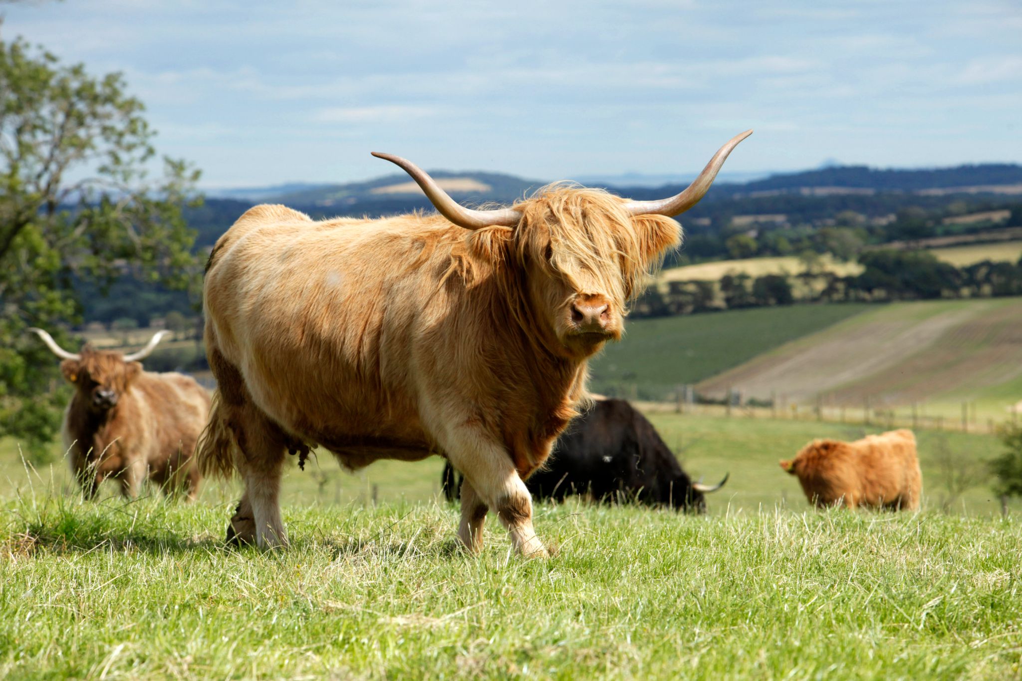 Where to See Highland Cows in Scotland VisitScotland