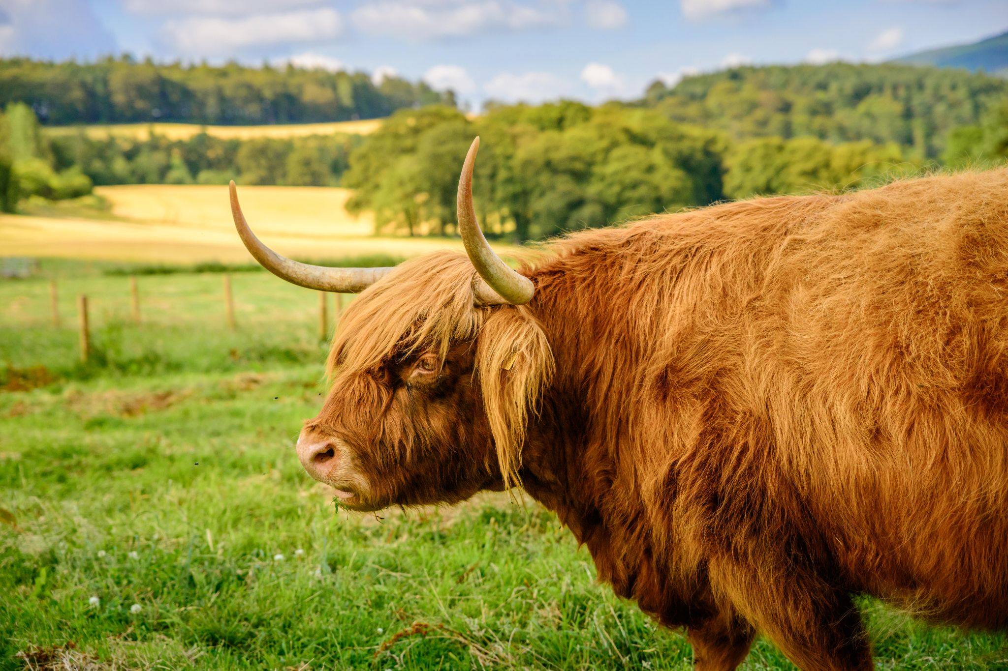 Where to See Highland Cows in Scotland VisitScotland
