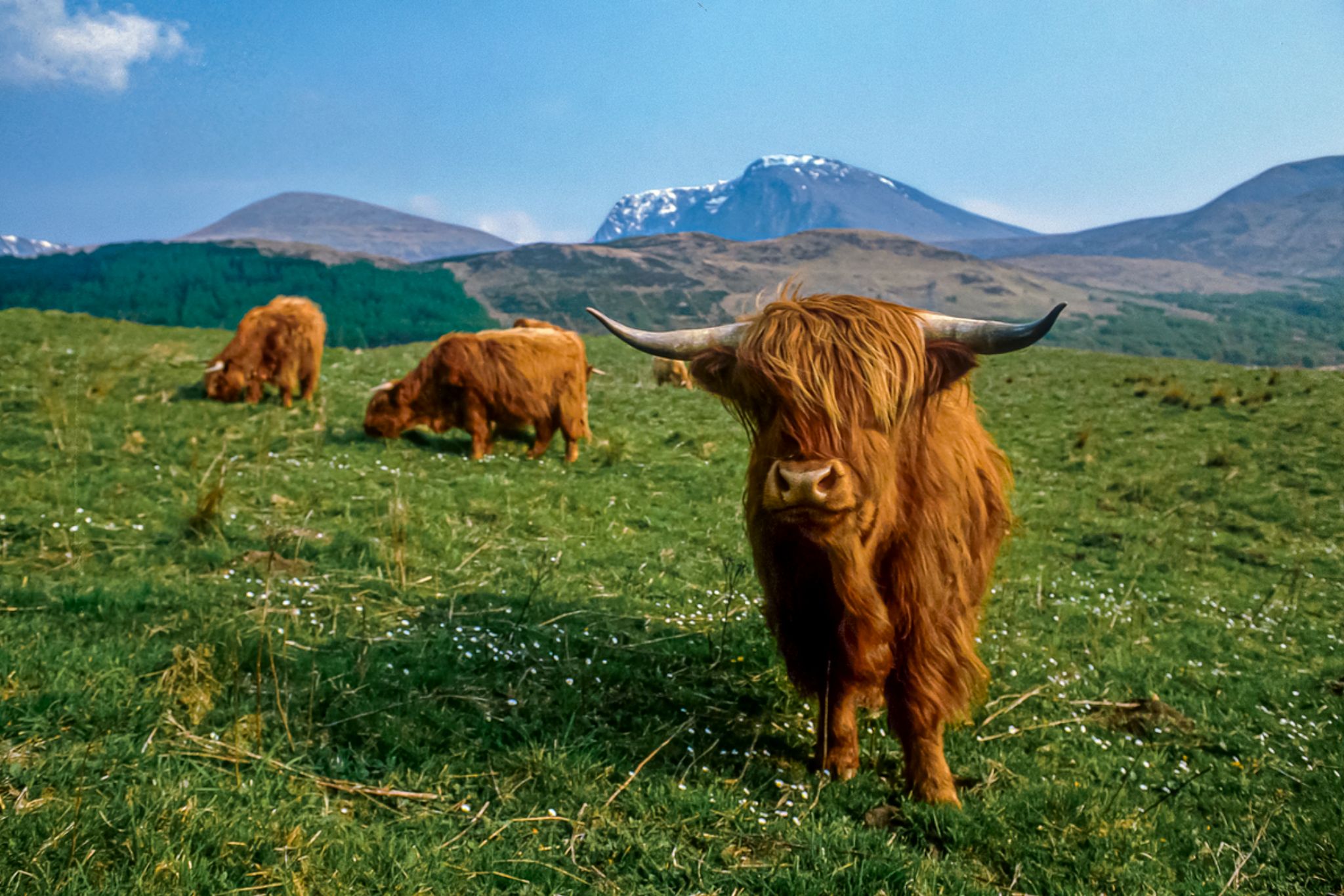 highland cow farm visit scotland