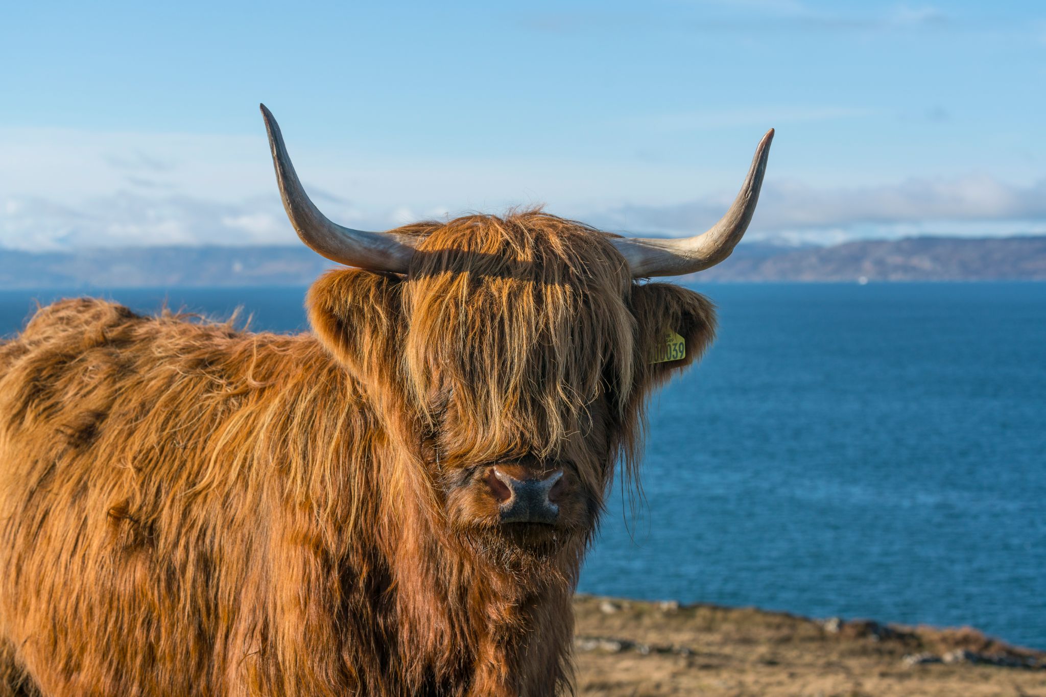 Where to See Highland Cows in Scotland VisitScotland Where to See Highland Cows in Scotland VisitScotland