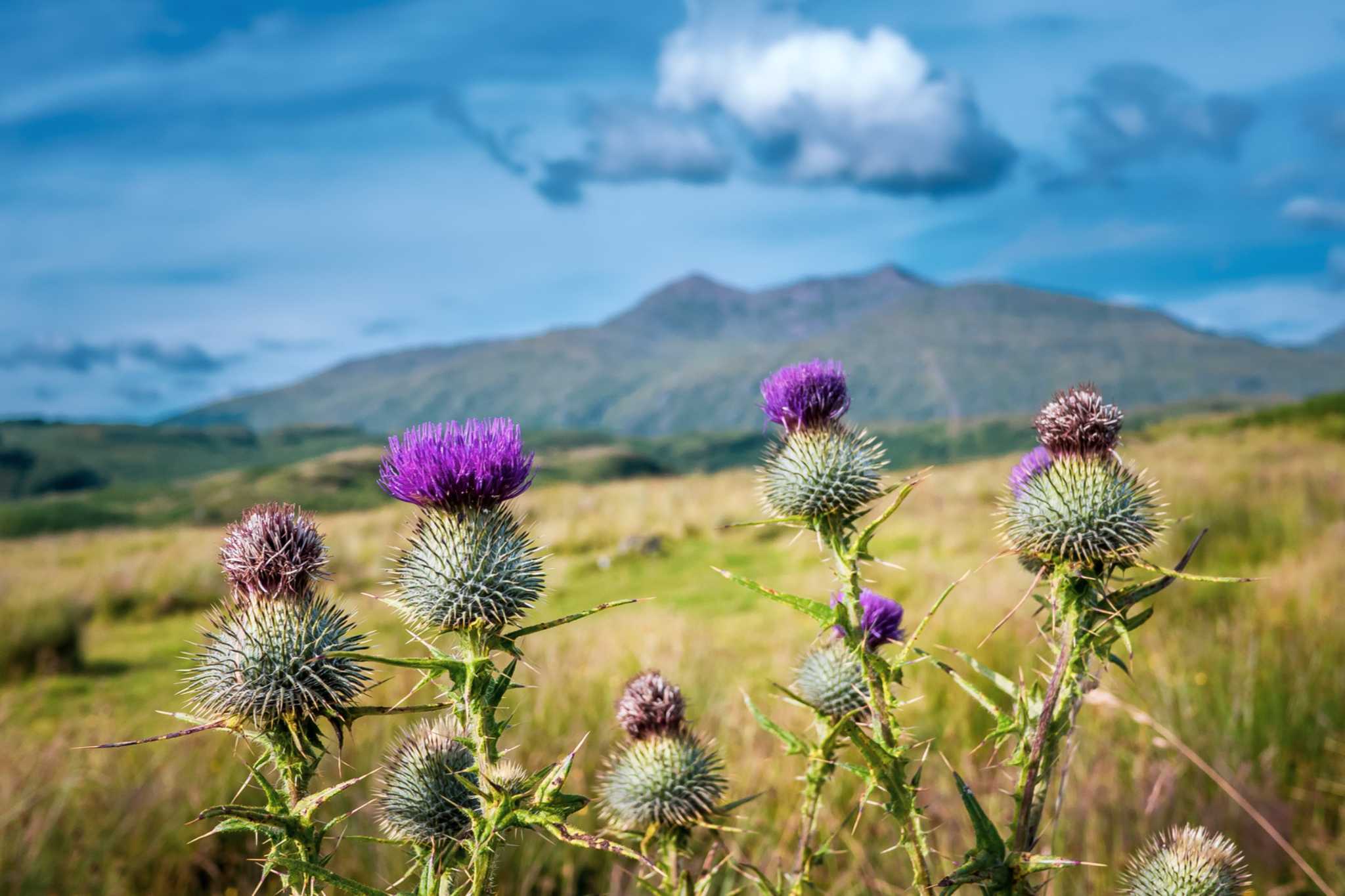Thistles against the backdrop of Ben Cruachan.