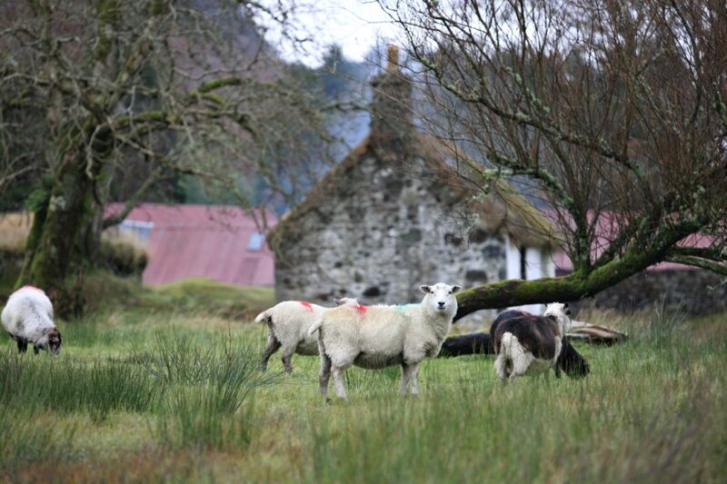 Auchindrain sheep