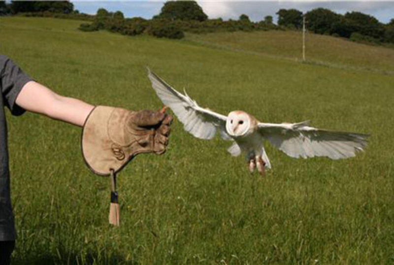 Rhuallan Raptors Barn Owl