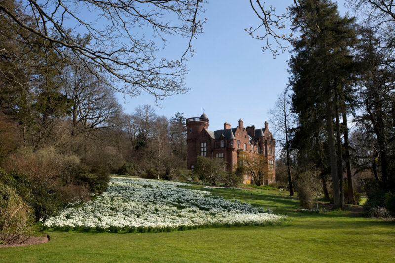 Daffodils At Threave Gardens Near Castle Douglas Dumfries And Galloway