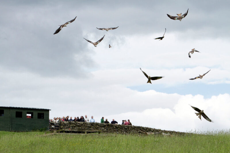 The Galloway Kite Trail Bellymack Hill Farm Red Kite Feeding Station Laurieston Near Castle Douglas Dumfries And Galloway