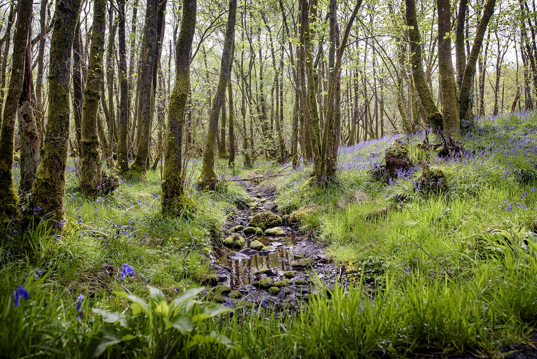 RSPB Scotland Loch Lomond nature reserve, ALEXANDRIA Nature Centres